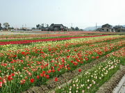 kimura7478̃`[bv̂Ԕ̓eʐ^1