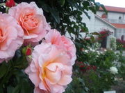 nj[̈ܖsLȋߑpق̓eʐ^1