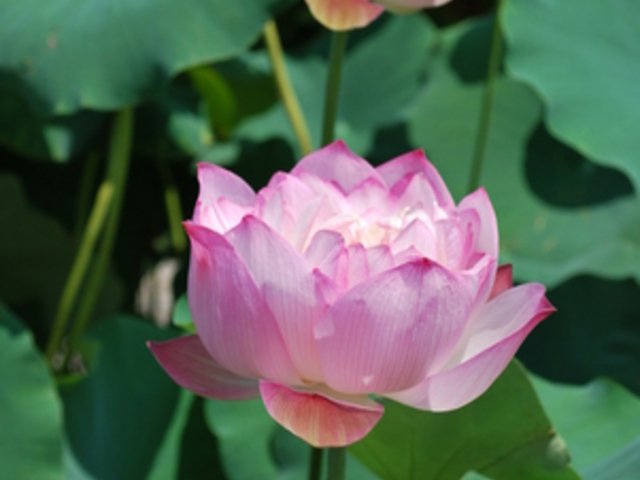 ���Îs�������A�������݂��̐X