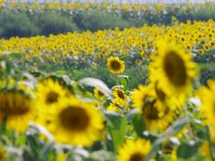 w܂񂳂̂Ђ܂̋uւ̓eʐ^1