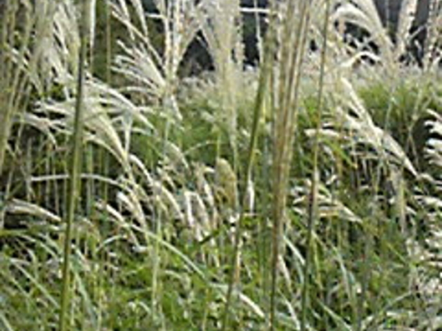 ��Ό�����