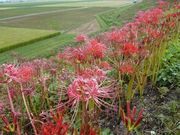 EH[̒É̔ފ݉Ԃ̓eʐ^1