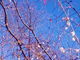 リコさんの城峯公園の冬桜への投稿写真2
