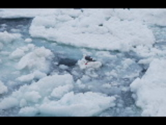 L~^̗XӕXD KRUւ̓eʐ^1