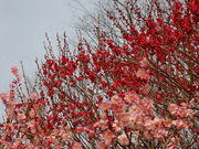 OM̔~ьi򕌌򕌎sj̓eʐ^1