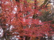 Ƃ̂P̑ãVJVт̓eʐ^1