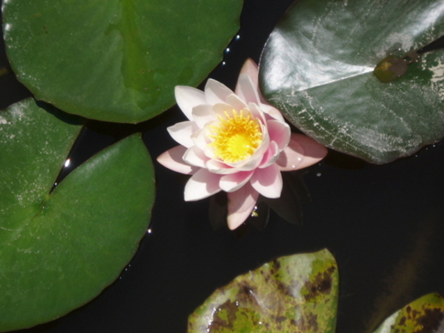 l̏csyٕف@iLOق̓eʐ^1