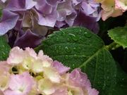 ݂̃}}̐A@̃AWTC̓eʐ^1