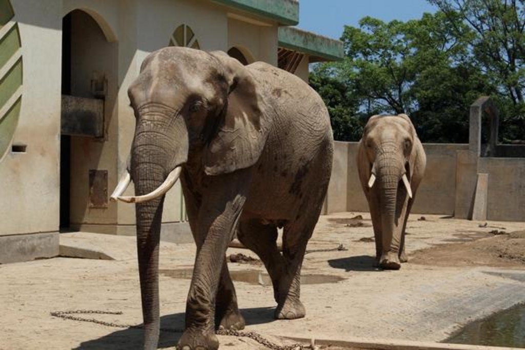 九州 夏休みに行きたい動物園12選 自然も大満喫 ホワイトタイガー カンガルーも じゃらんニュース