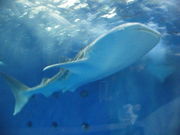 KOSIRAMÛ[hܐق̓eʐ^1