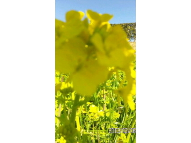 ���̉w �O�F�� 翂̗�