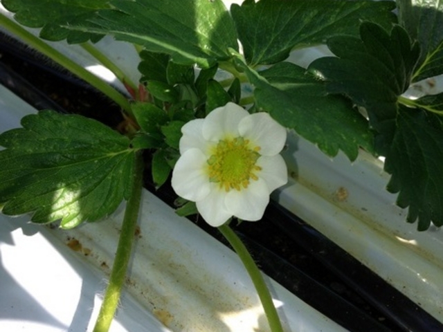 ���َq�̏�ߐ{�n�[�g�����h