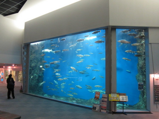 �T�P�̂ӂ邳�Ɛ�ΐ�����