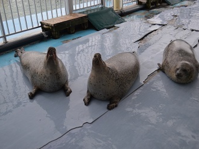 �I�z�[�c�N�Ƃ�����Z���^�[