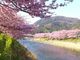 yoshiiさんの河津桜の投稿写真1