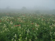 �Ƃ񂿂�񂳂�̎ԎR�����̃����Q�c�c�W�̓��e�ʐ^1