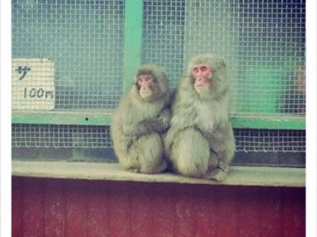 小豆島銚子渓自然動物園　お猿の国
