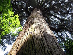 kumamoto　bizmanさんの市房山の大杉並木の投稿写真1