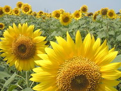 JŶЂ܂̋uւ̓eʐ^1