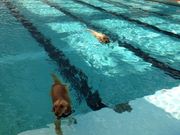 ܂䂽񂳂̃hbO][g@Woof̓eʐ^1