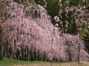 ɂ񂳂̖És_ƃZ^[@delaӂ[ނ̓eʐ^1