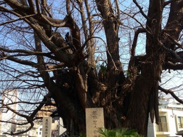 �P�����̃C�`���E