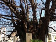 chaka����̑P�����̃C�`���E�̓��e�ʐ^1