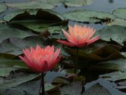 jR񂳂̏ct[K[f̓eʐ^1