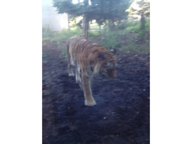 ���R������