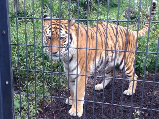 ���R������