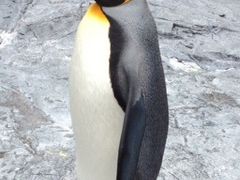 ���R�������̎ʐ^2