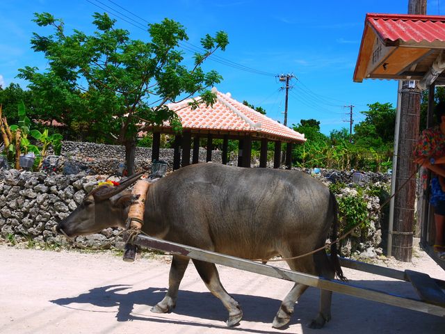 pɃnCrXJXăIVĂ鐅܂B_Ԋό