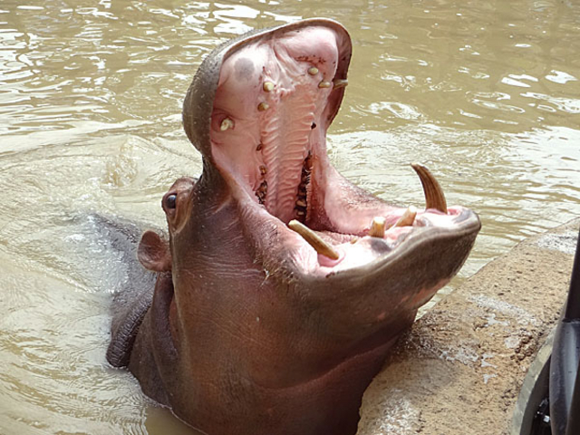 ���R������