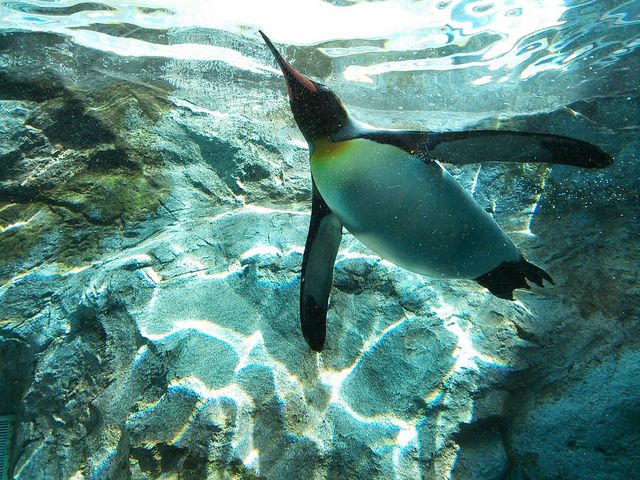 ���ԃy���M���B_���R������