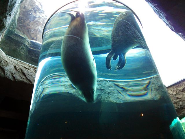 �A�U���V�̗V�j�B_���R������