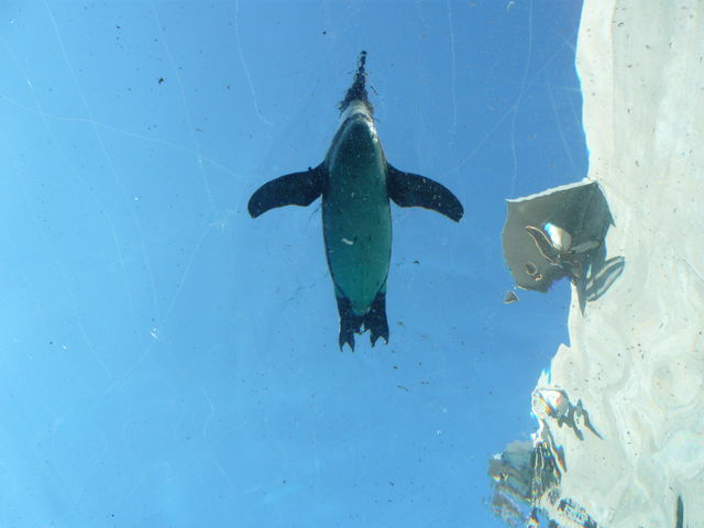 �f��Ŋς��悤�ɁA�y���M��������ł�`�e���V�����オ��܂����B_���R������