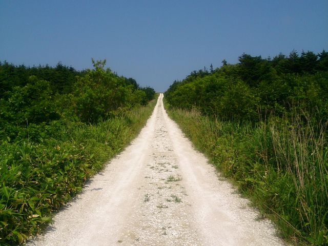 �t�b�g�p�X�̔������B
���̔��F�̓z�^�e�̊L�k�ł��B_�@�J��