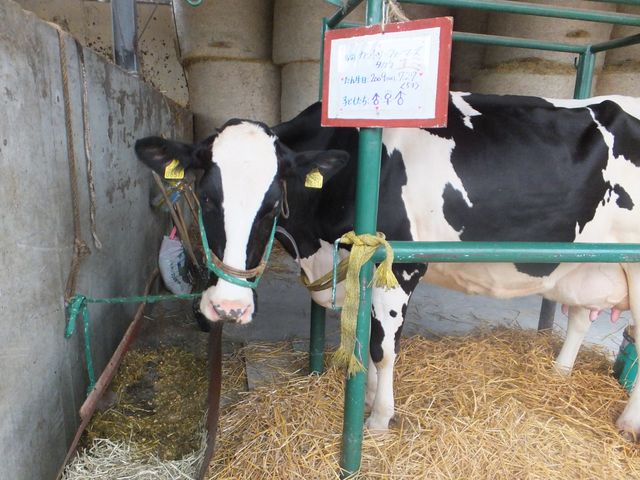 Ă郆~ł_Jg[t@[}[Ycq