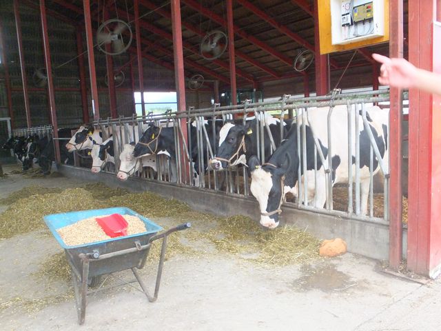 dios̃Jg[t@[}[Ycq̓eʐ^3