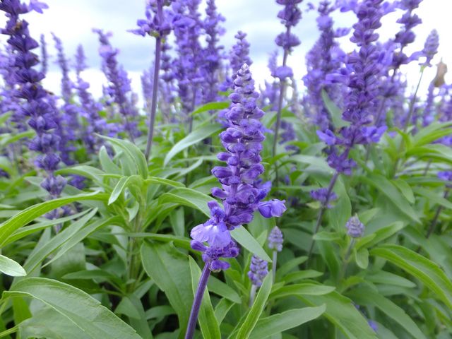 ���x���_�[�����邱�Ƃ��ł��܂�_�����ۂ�r���u�W�]��