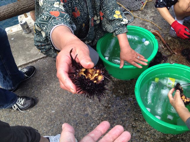 ����ė����E�j�̑���_�����C���Z���^�[