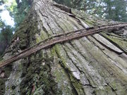 񂿂񂳂̗@߉HR̃AJKVQ̓eʐ^3