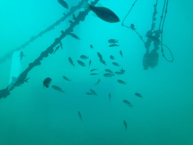 ガラス越しに小さな魚がたくさん見えました。熱帯魚もいて盛り上がりました。_半潜水式水中展望船　ベルクルーズいとう　ゆーみんフック