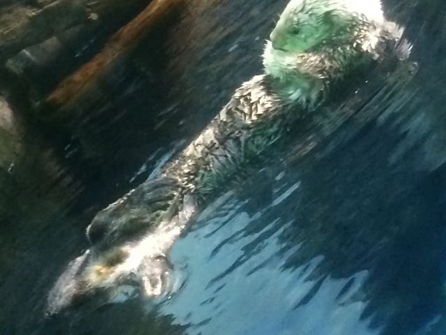 �����_�C�V��