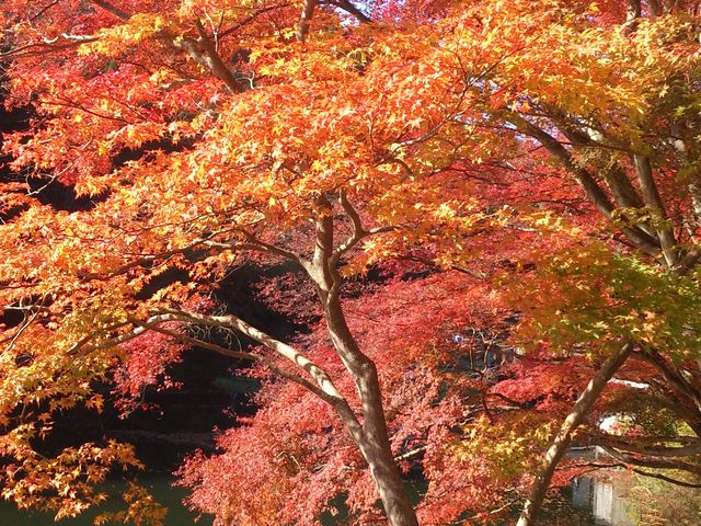 鎌北湖の紅葉 アクセス 営業時間 料金情報 じゃらんnet