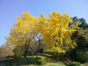 �������݂���̑�ÎR�����̓��e�ʐ^3