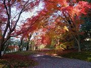 �T�|�[�g����̍O�쎛�̓��e�ʐ^1