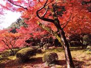 maneki̋NiɒOƕʓ@j̓eʐ^2