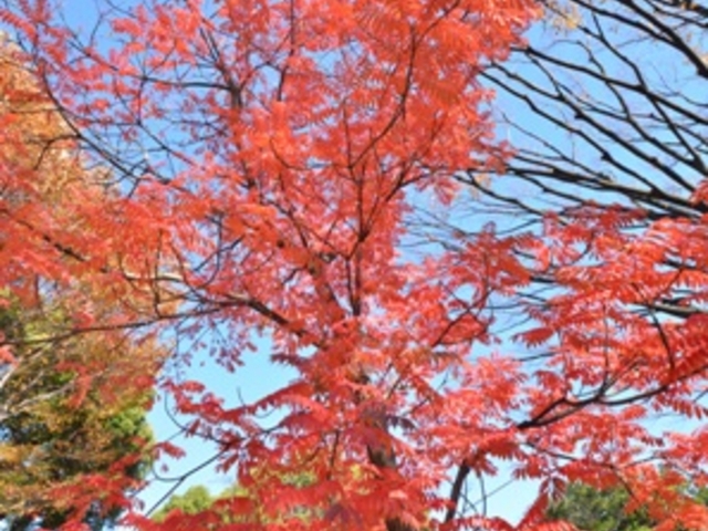 �k�̊ی����@�n�[�̖؂̍g�t_�k�̊ی���