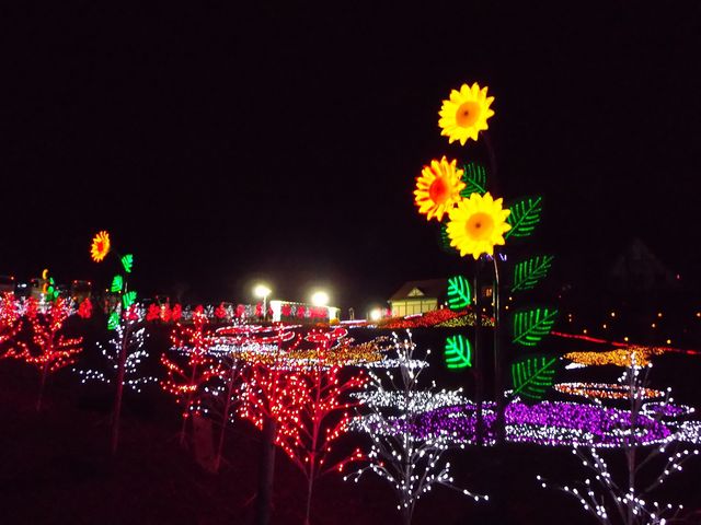 �����h�C�c��